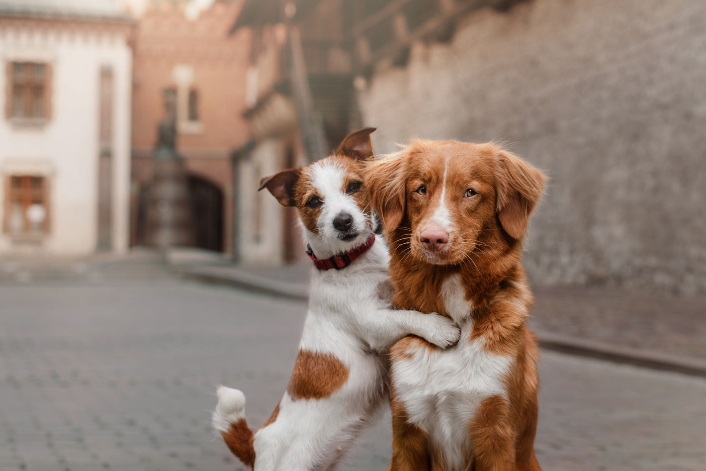 Hondensnacks met biotine voor honden, het alternatief van een supplement. Helpt bij 91% van de honden tegen vachtproblemen en kaalheid. Bevat Keratine voor gezonde huid, vacht en nagels. Helpt tegen een droge huid.