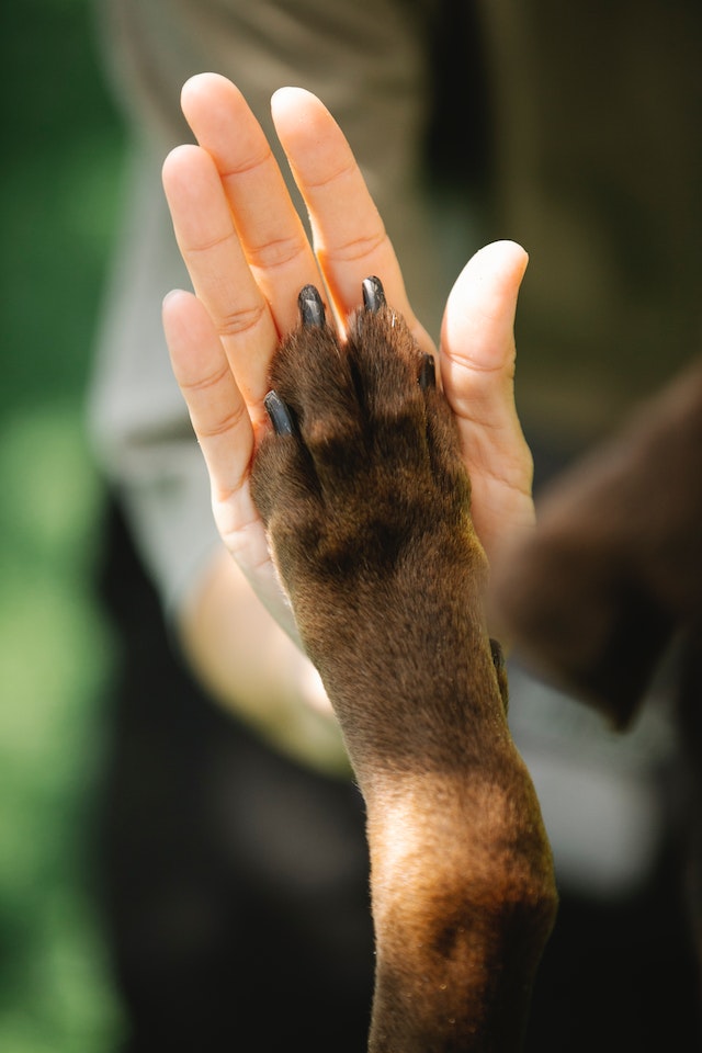 Duurzame en natuurlijke hondenshampoo kopen? Bestel hier uw hondenshampoo gemaakt met 98% natuurlijke en vegan ingrediënten. Deze milde shampoo voor uw hond is geschikt voor de gevoelige huid en werkt tegen jeuk. 