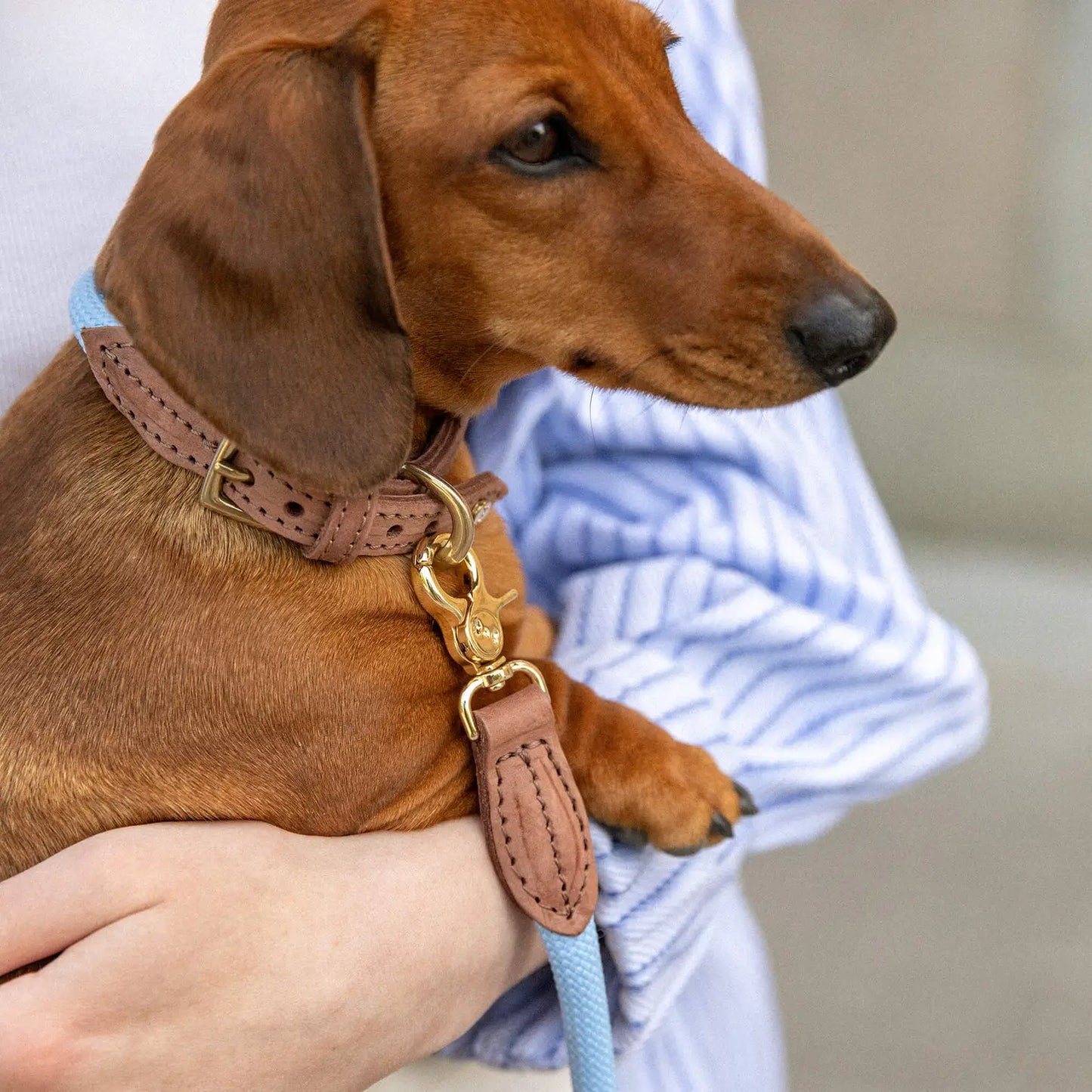 Halsband Hortensia - Denjo Dogs