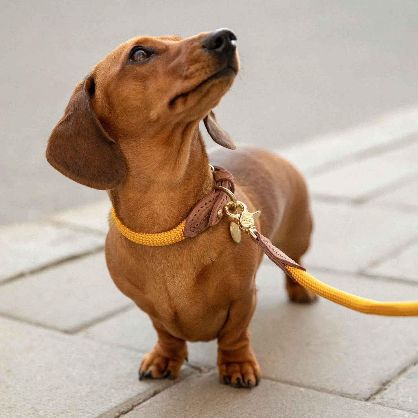 Collar Sunflower - Denjo Dogs