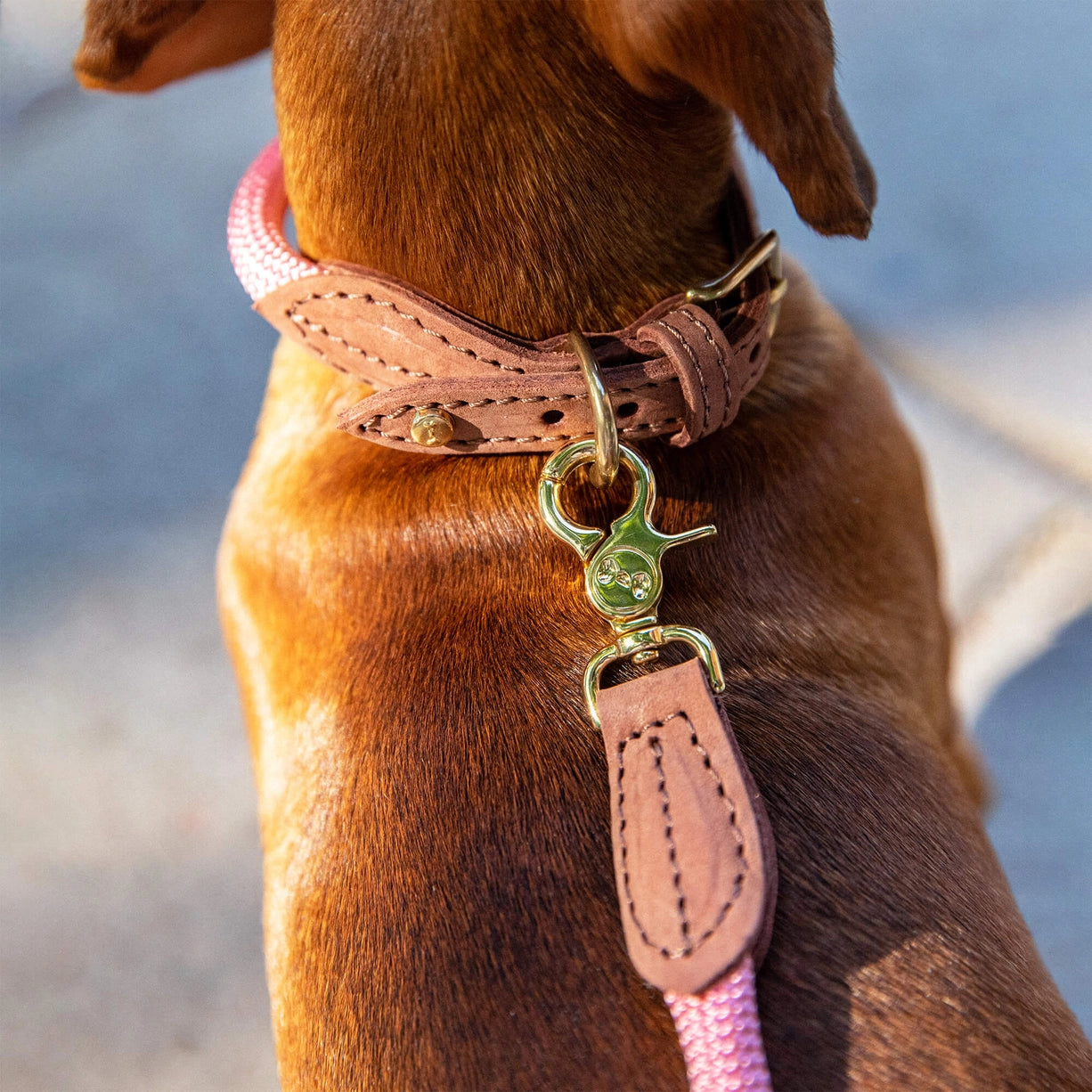 Collar Blossom - Denjo Dogs